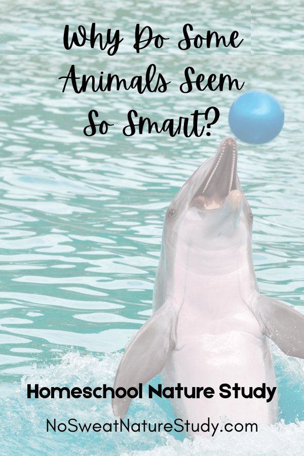 a picture of a dolphin in a pool of water tossing a blue ball with its snout with the text overlay "Why Do Some Animals Seem So Smart?"